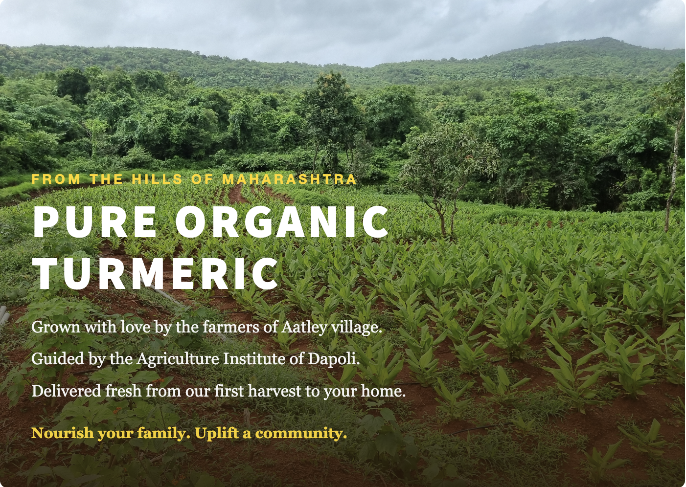 Graminno's First Turmeric Harvest is Here!