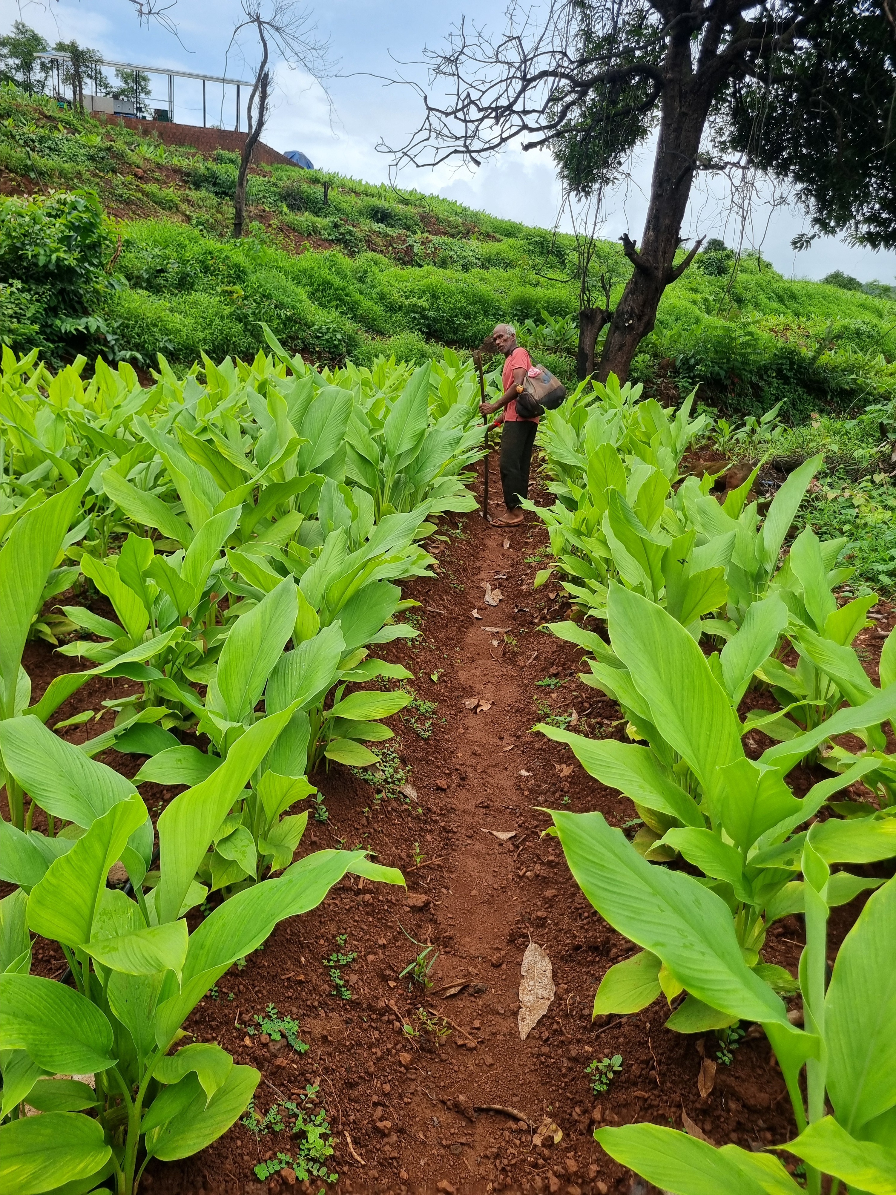 Green turmeric fields in the Sahyadris