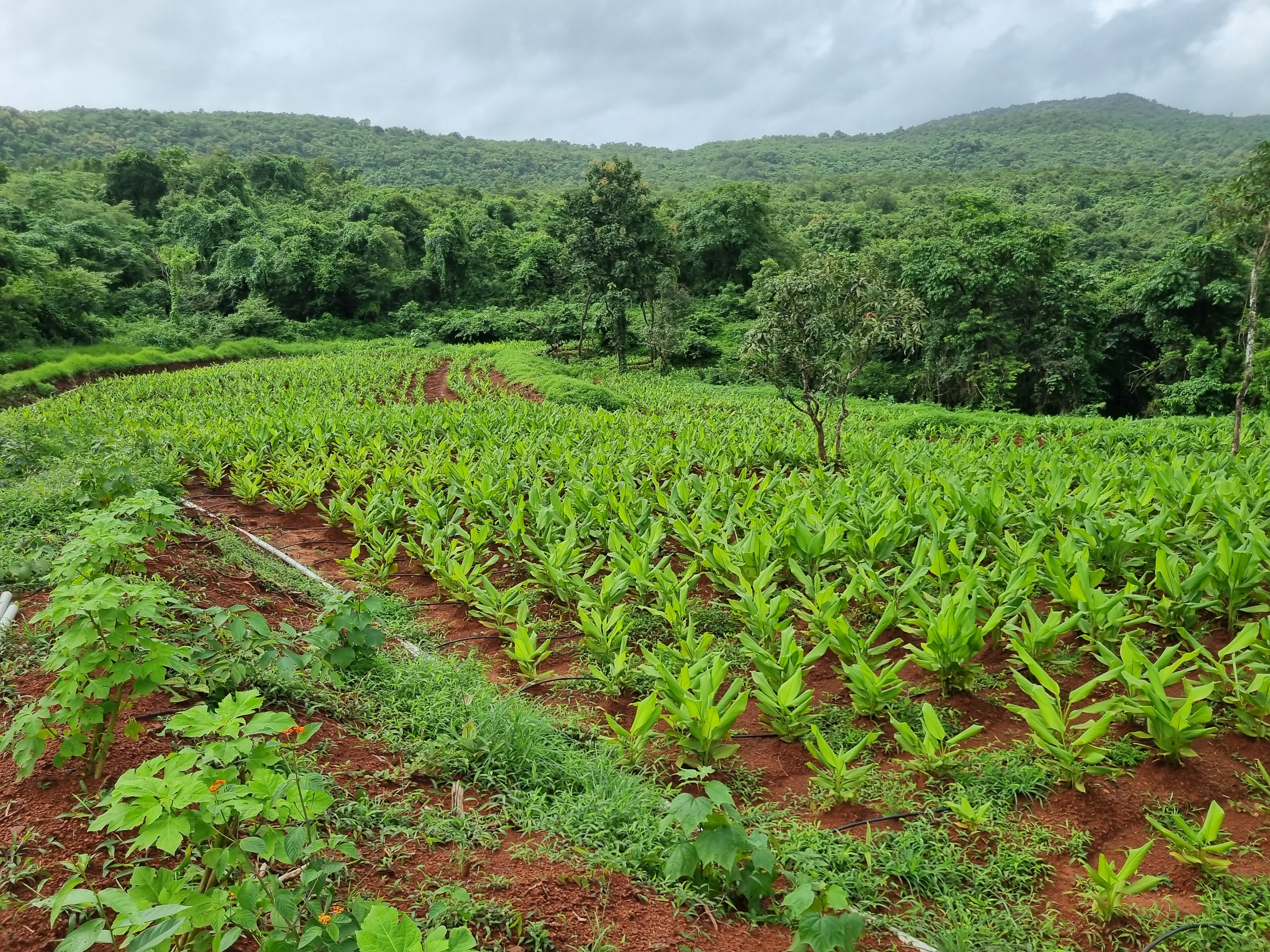 Pure Organic Turmeric - From the Hills of Maharashtra