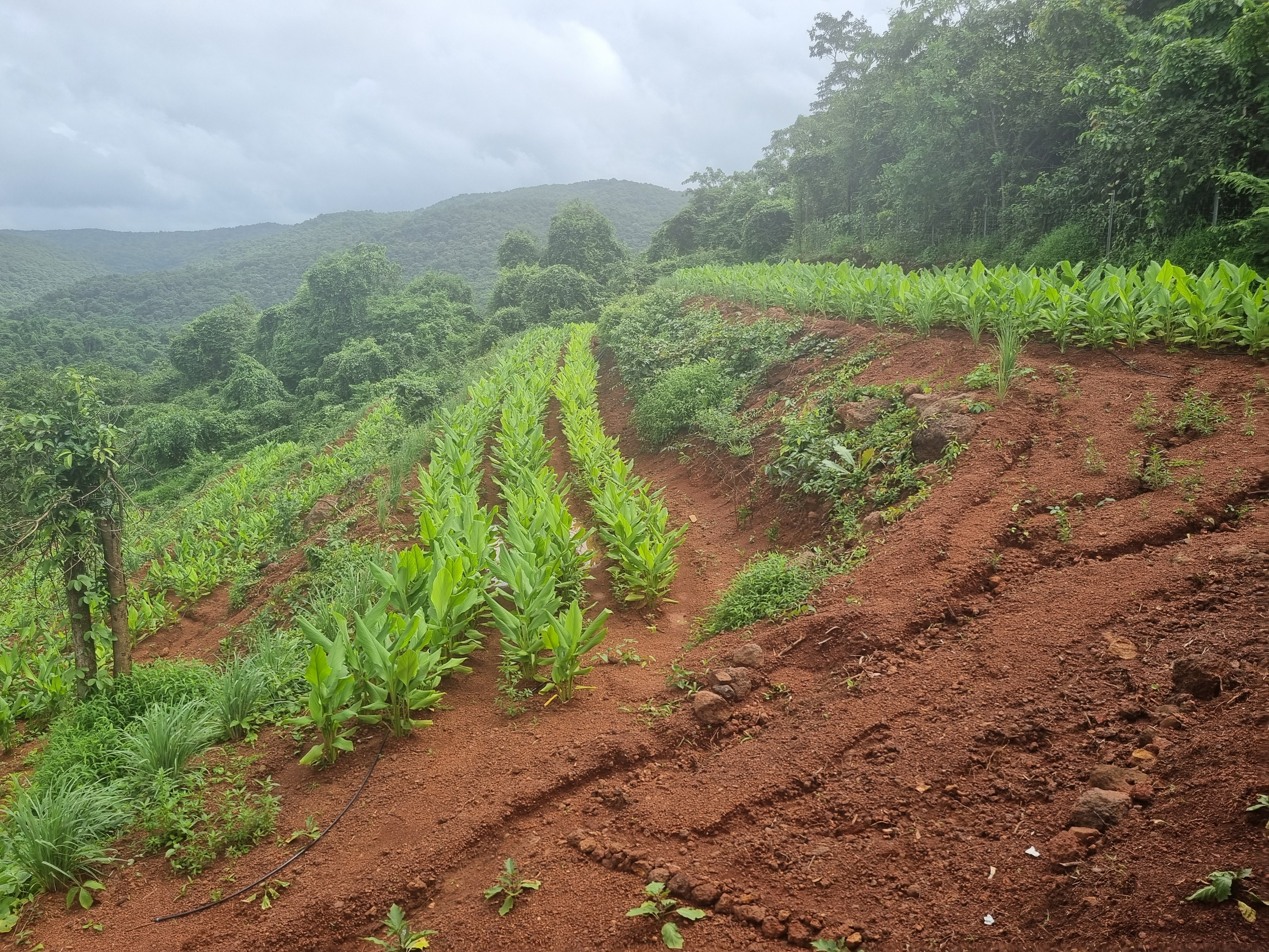 Lush growth on the hillside farms