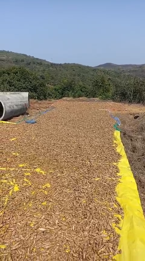 Sun-drying the turmeric in the mountain air