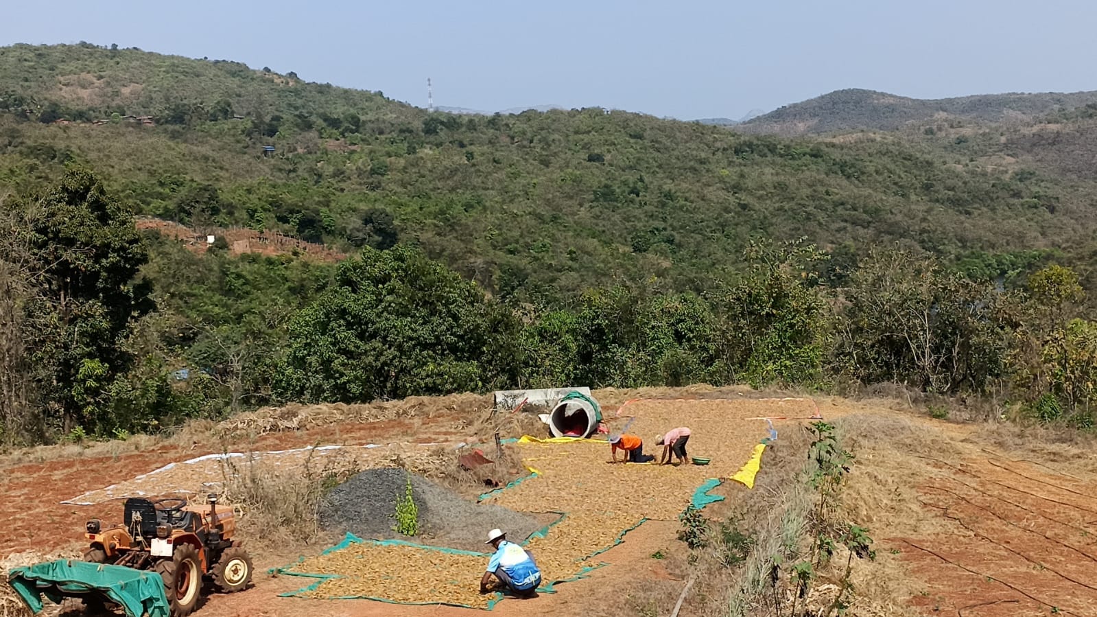 Loading the harvest for transport